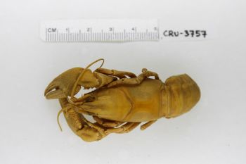 Media type: image;   Invertebrate Zoology CRU-3757 Description: Preserved specimen.;